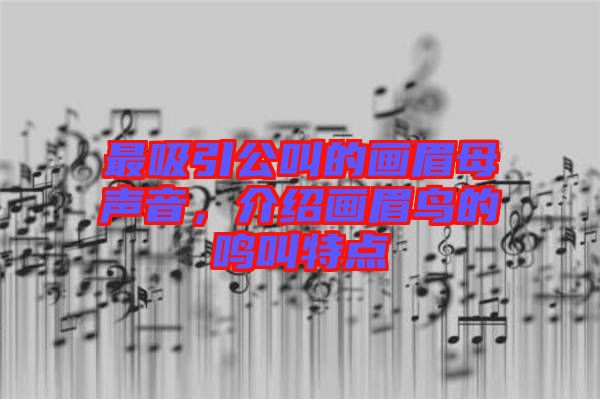最吸引公叫的畫眉母聲音，介紹畫眉鳥的鳴叫特點