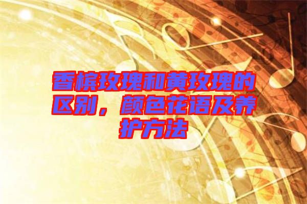 香檳玫瑰和黃玫瑰的區(qū)別,顏色花語及養(yǎng)護方法