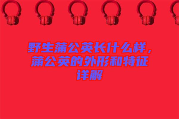 野生蒲公英長(zhǎng)什么樣,蒲公英的外形和特征詳解